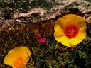Coastal poppies.